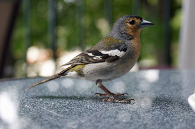 Maderian Chaffinch - Madeira Vink (Fringilla coelebs maderensis)