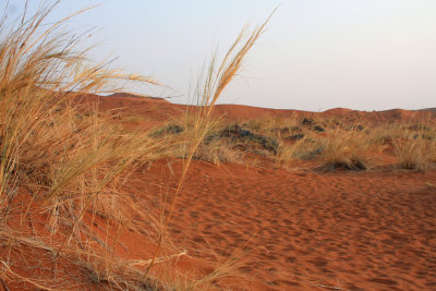 De imposante rode duinen van de Sossusvlei - The imposing red dunes of the Sossusvlei
