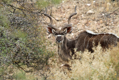 Grote Koedoe - Greater Kudu (Tragelaphus strepsiceros)