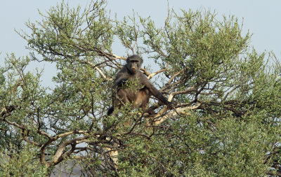 Beerbaviaan - Chacma Baboon (Papio ursinus)