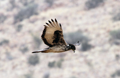 Afrikaanse Havikarend - African Hawk-Eagle (Aquila spilogaster)