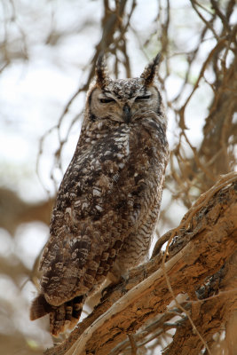 Afrikaanse Oehoe - Spotted Eagle-Owl (Bubo africanus)