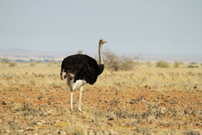 Struisvogel - Common Ostrich (Struthio camelus )