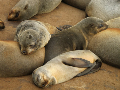Kaapse Pelsrob - Cape Fur Seal (Arctocephalus pusillus)