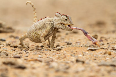 Namaque Kameleon - Namaqua Chameleon (Chamaeleo namaquensis)