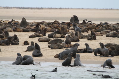 Kaapse Pelsrob - Cape Fur Seal (Arctocephalus pusillus)