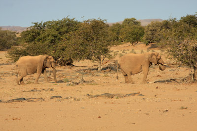 woestijn Olifant - desertElephant (Loxodonta africana) 