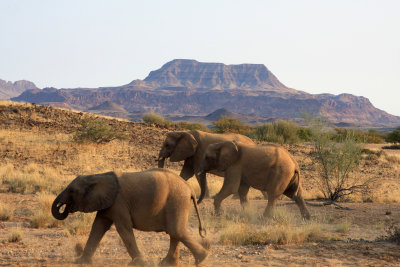 woestijn Olifant - desertElephant (Loxodonta africana) 