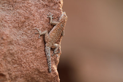 Turner's Gecko (Chondrodactylus turneri)