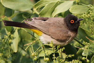 Maskerbuulbuul - African Red-eyed Bulbul (Pycnonotus nigricans) 
