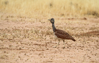 Rüppells Trap - Rueppell's Bustard (Heterotetrax rueppelii)