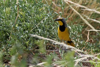 Bokmakierieklauwier - Bokmakierie Bushshrike (Telophorus zeylonus) 