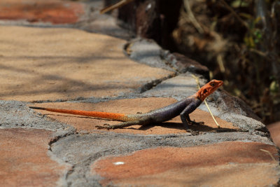 Namibische Rots Agaam - Namibian Rock Agama (Agama planiceps)
