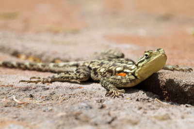 Namibische Rots Agaam - Namibian Rock Agama (Agama planiceps)