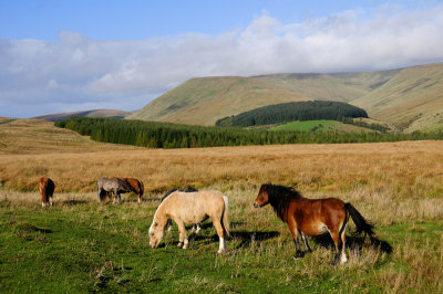 Wild mountain ponies on the approach to Pen-y-Fan.
