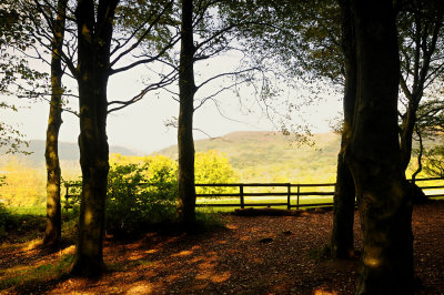 Fforest Fawr, Tongwynlais