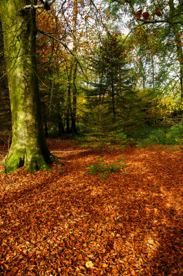 Autumn's golden gown, Craig-y-Nos Country Park