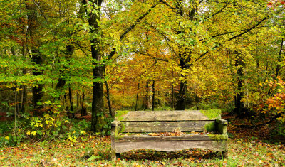 Weathered bench at Craig-y-Nos