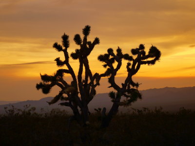 Joshua Tree National Park