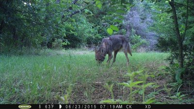 BACK GAME CAMERA FROM APRIL 6 TO JUNE 28, 2015
