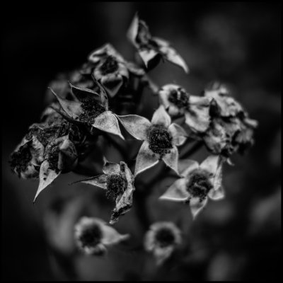 Star Cluster