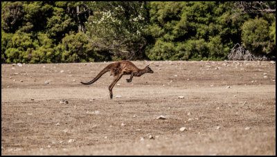 5th January 2015 - Kangaroo Island