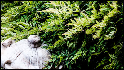 Overgrown