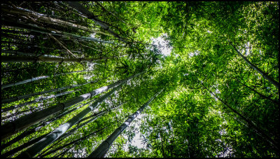 Bamboo Canopy