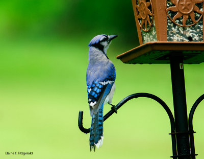 Backyard Bluejay