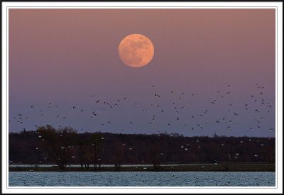 Geese in Flight under Full Moon