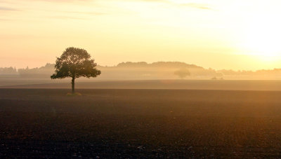 Early morning tree....