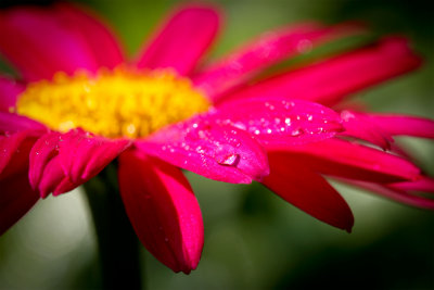 Flower with waterdrops...