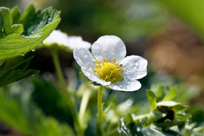 Soon strawberrys...