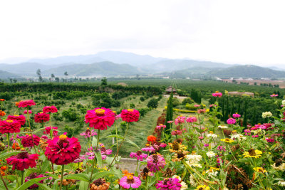 Flower field