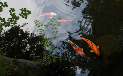 Portland Japanese Garden