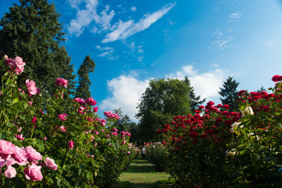 Portland Rose Garden