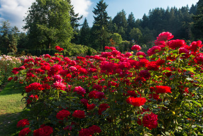 Portland Rose Garden