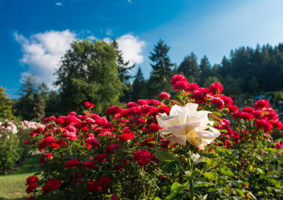 Portland Rose Garden