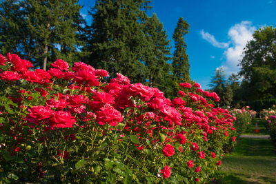 Portland Rose Garden