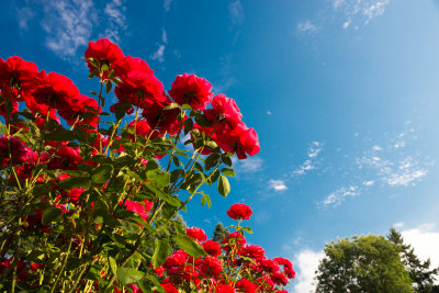 Portland Rose Garden