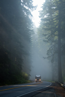 Redwood National and State Parks
