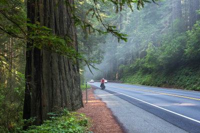 Redwood National and State Parks