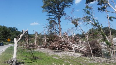 Cypress Trees stripped of bark outside Wimberly, Texas