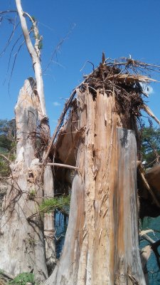 Cypress snapped along Blanco River in Texas from 2015 Spring Flashflood