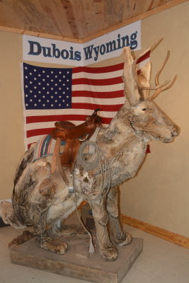 Wyoming Jackalope-Caught and Mounted Pre WWII