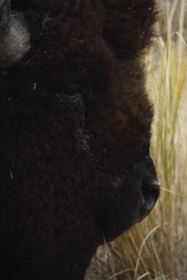 Old American Bison Bull
