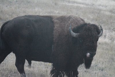 Bull Bison Licking His Lips