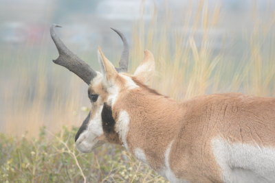 Proghorn Antelope side view