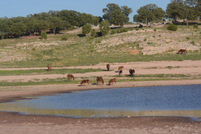 WIld Horses on part of the Navajo Nation Lands