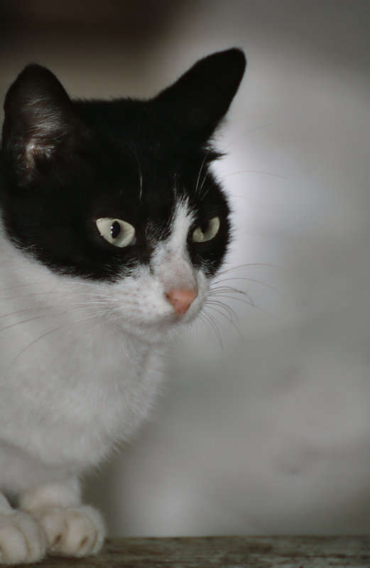 cat1.jpg